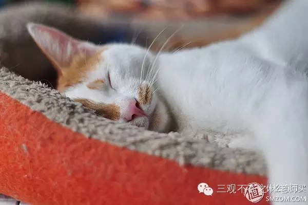 玩文玩的十大忠告,从文玩小白到入门要踩哪些坑