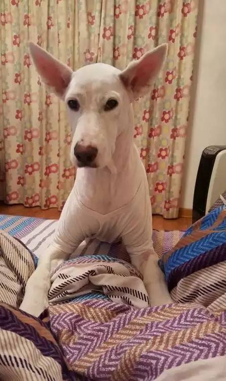 给萨摩耶犬剃毛,给萨摩耶剃毛怎么才能让它不动