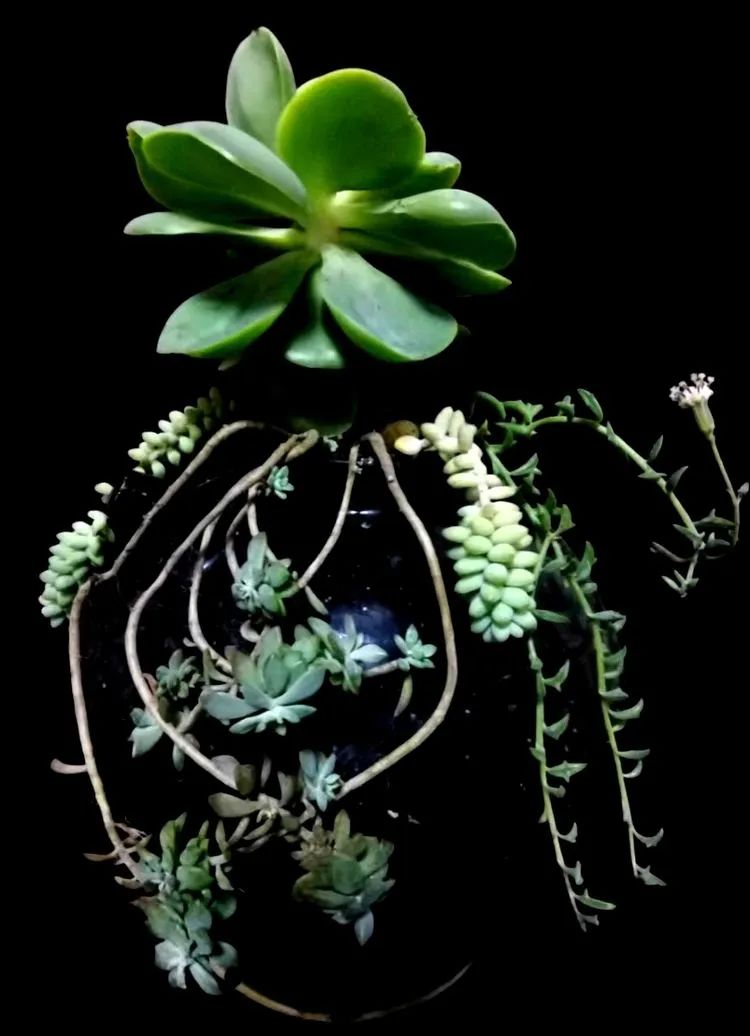 一盆仙人掌和一盆月季的故事,一个多肉的故事