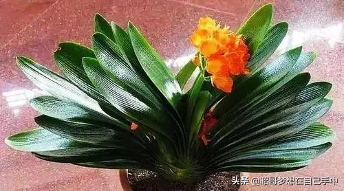 养君子兰不开花怎么办,养君子兰叶片不齐