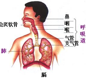 八年级下册生物书知识点,初一下册生物期中知识点