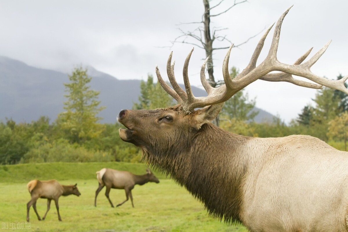 很多动物只在发情期交配，却很少听说得性病，两者有关吗？