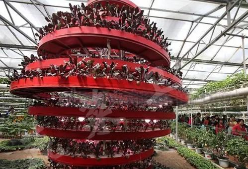 西红柿无土栽培技术,无土栽培分为哪两类