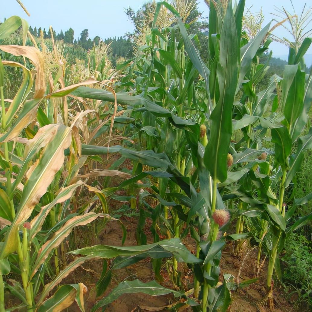 作物发生肥害第几天最严重,作物肥害症状图解