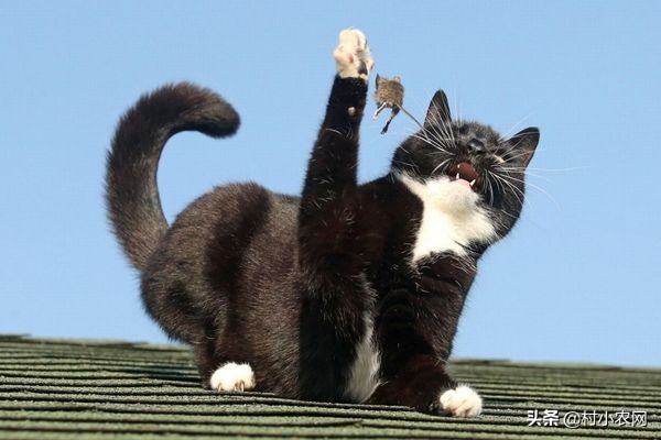 家里有老鼠怎么办老鼠吃什么,老鼠每个地方都有吗