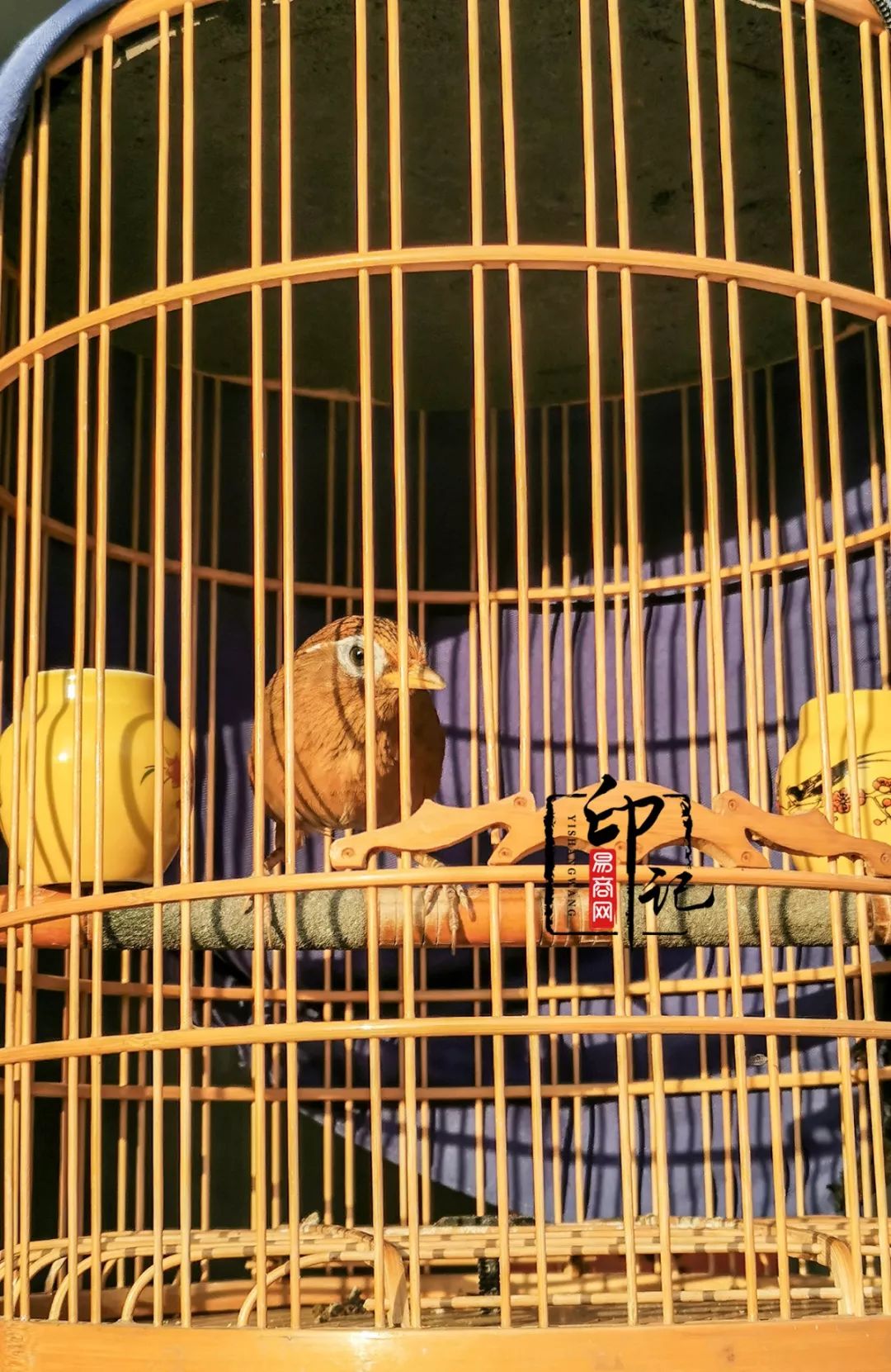 商丘花鸟批发基地,商丘花鸟市场地址