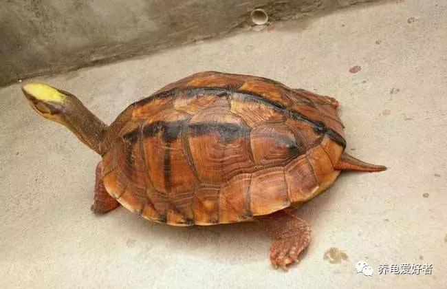 龟感冒好没好怎么看,龟龟感冒和肺炎怎么治疗