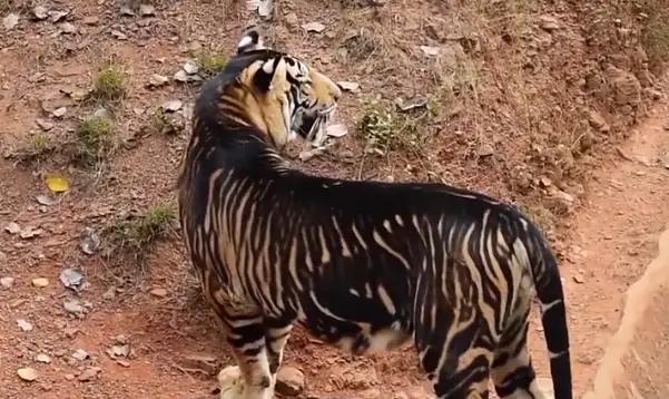 麻老虎是干什么的,麻老虎的故事