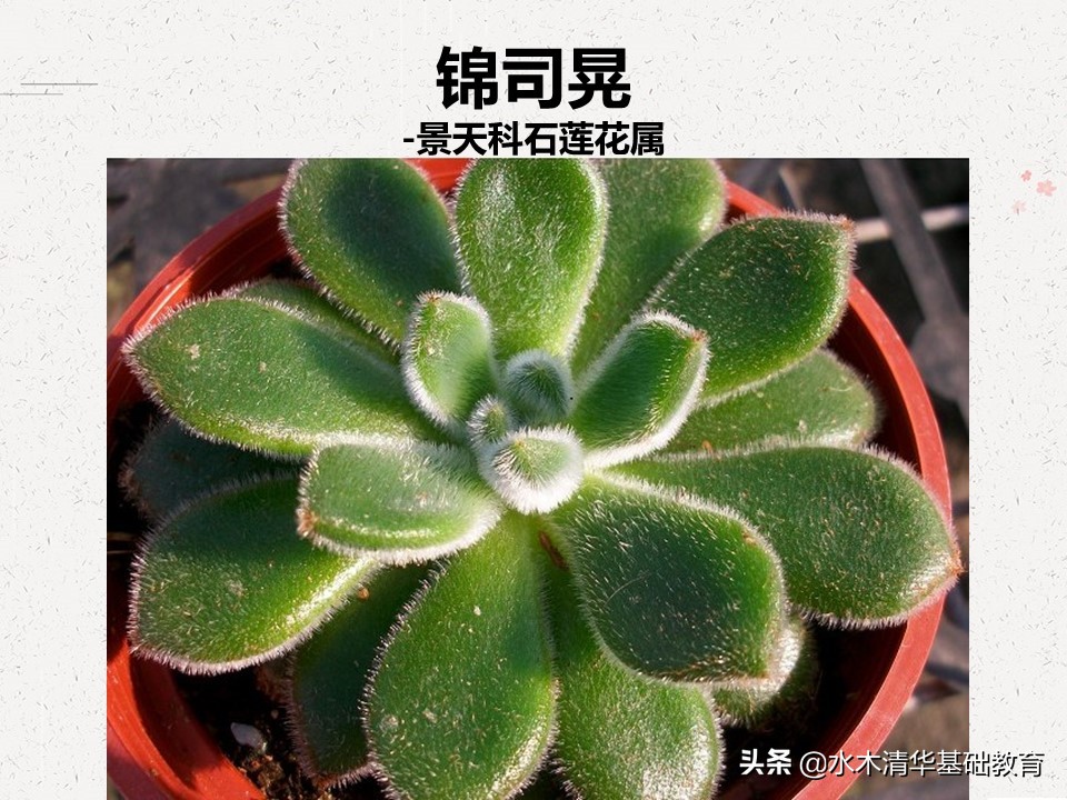 梦幻女王多肉植物百科图谱,原产地多肉植物图谱pdf
