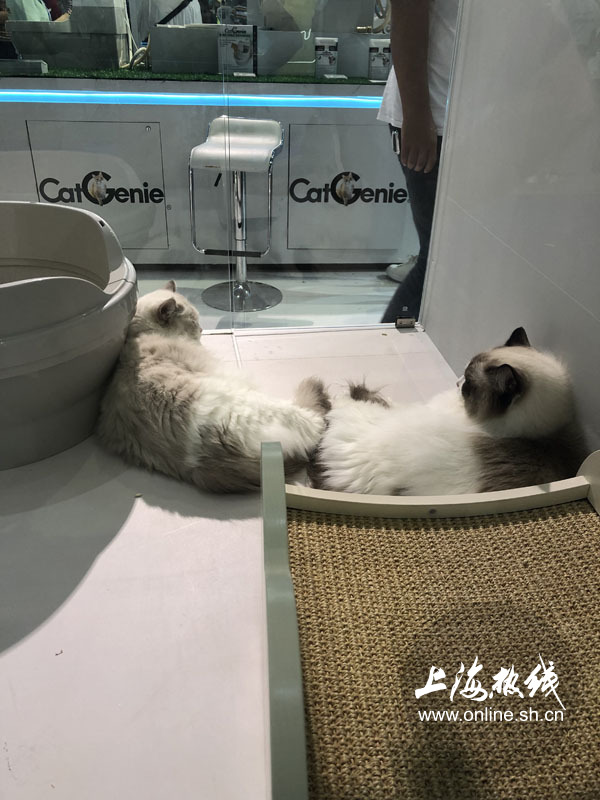 亚洲宠物展2022直播,亚洲宠物展会直播