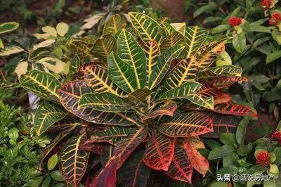 养好花六大关键十年养花经验总结,各种花卉养花技巧知识大全合集