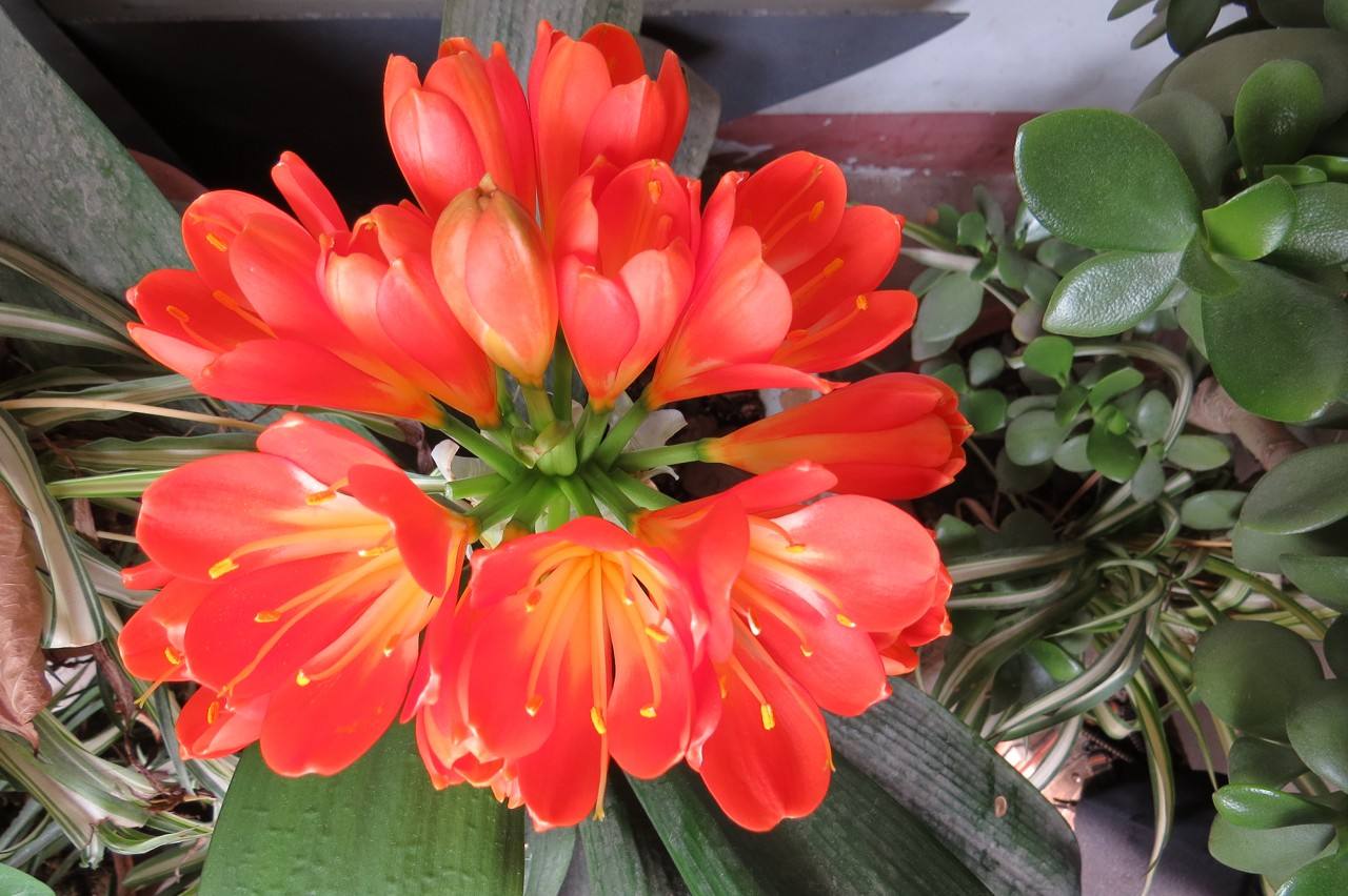 磷酸二氢钾和花多多哪个肥好,用花多多好还是骨粉好