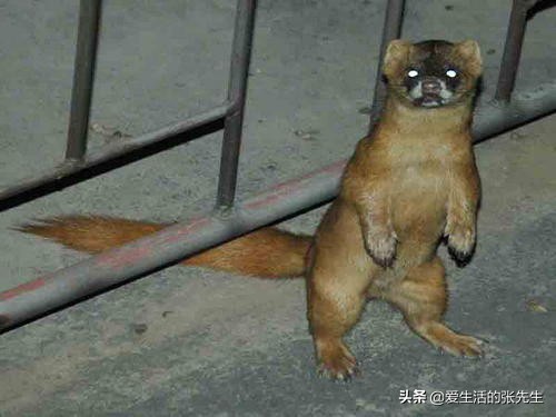 黄鼠狼为何不能杀有科学研究,科学证明黄鼠狼不能杀是真的吗