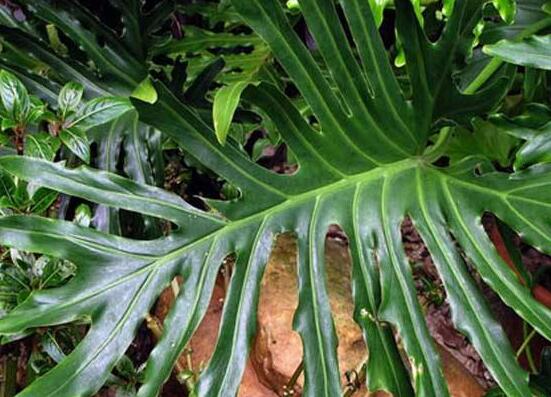 龟背竹烂根怎么快速解决,龟背竹烂根最好的处理方法