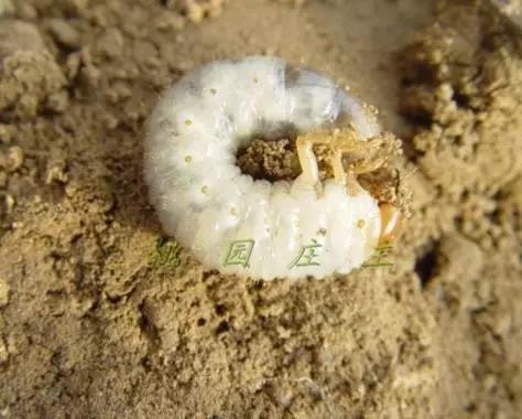 桃园地下害虫怎么治,桃园瓢虫的治理