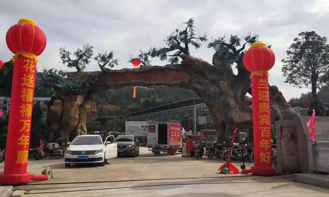 精品寒兰展,福建连城寒兰节