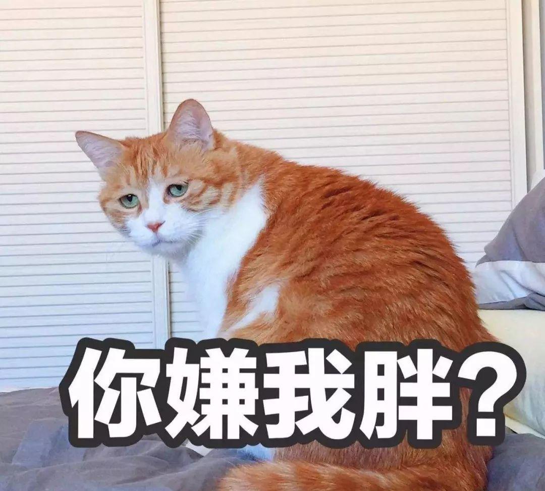 猫咪养胖用什么猫粮,猫咪养胖
