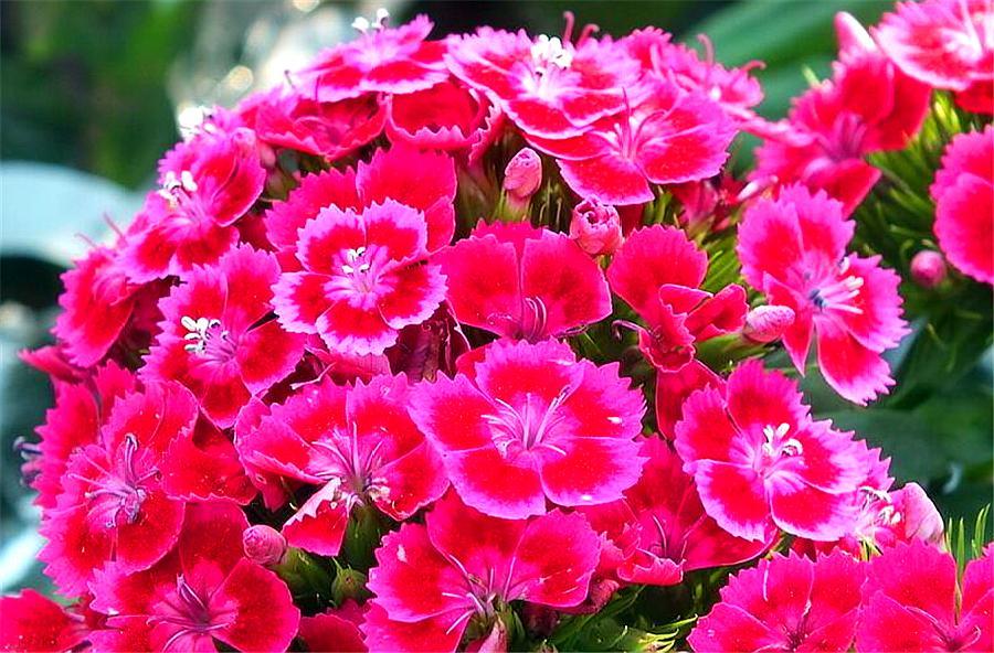 石竹好养又好看,只要做好“1勤2多和1少”,1盆花开50朵