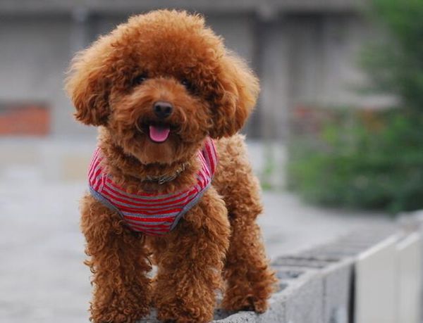 泰迪毛发增色柔顺,泰迪毛发打结了怎么美容