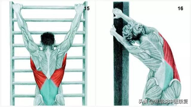 搏击肌肉拉伸图谱,最全的肌肉拉伸图谱