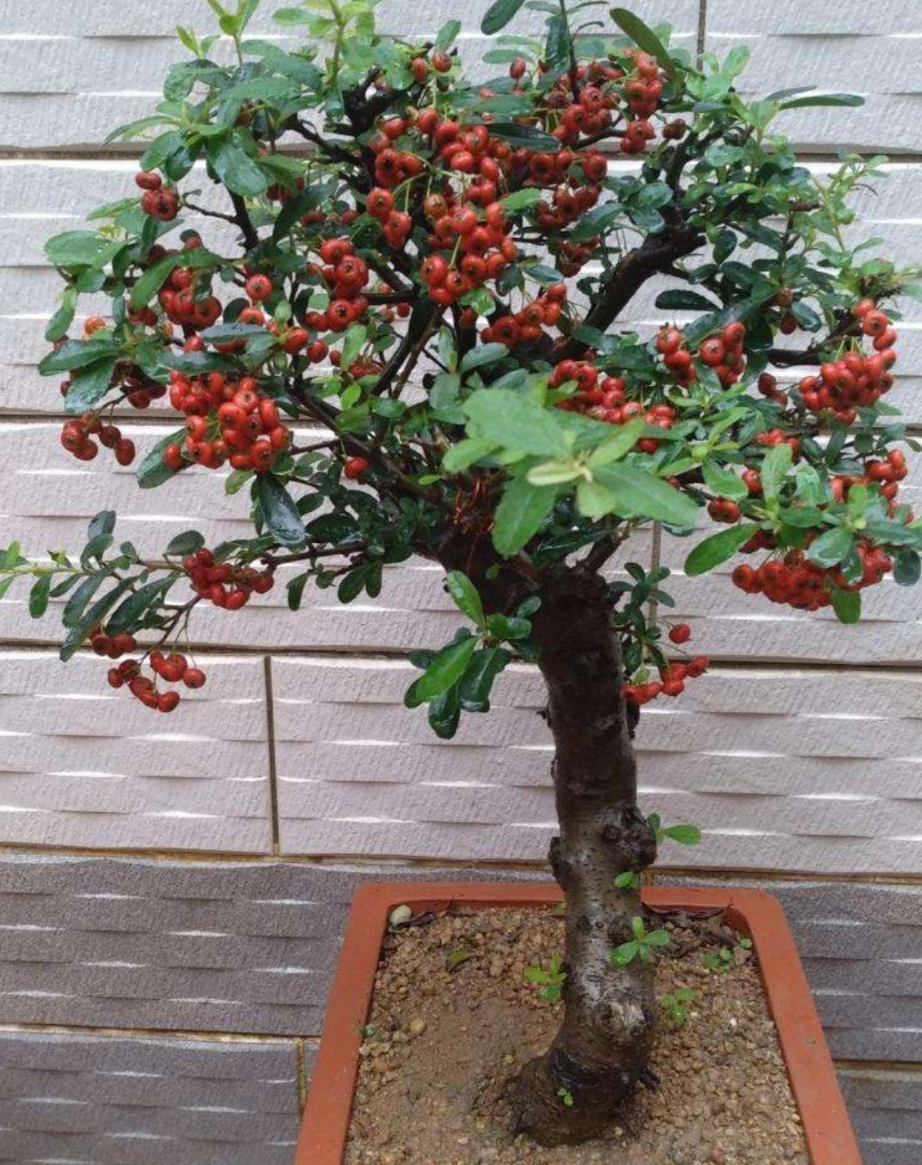 刚刚上盆的火棘干土可以浇水吗,火棘盆景如何养老桩