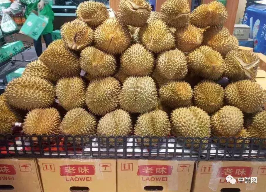 水果生飞虫难治？防治果蝇的实用方法