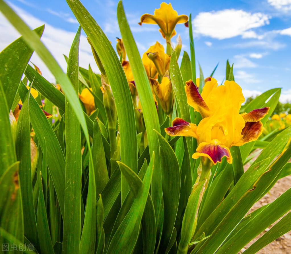 生日鲜花用哪几种花,代表友谊长存和生日快乐花语的花