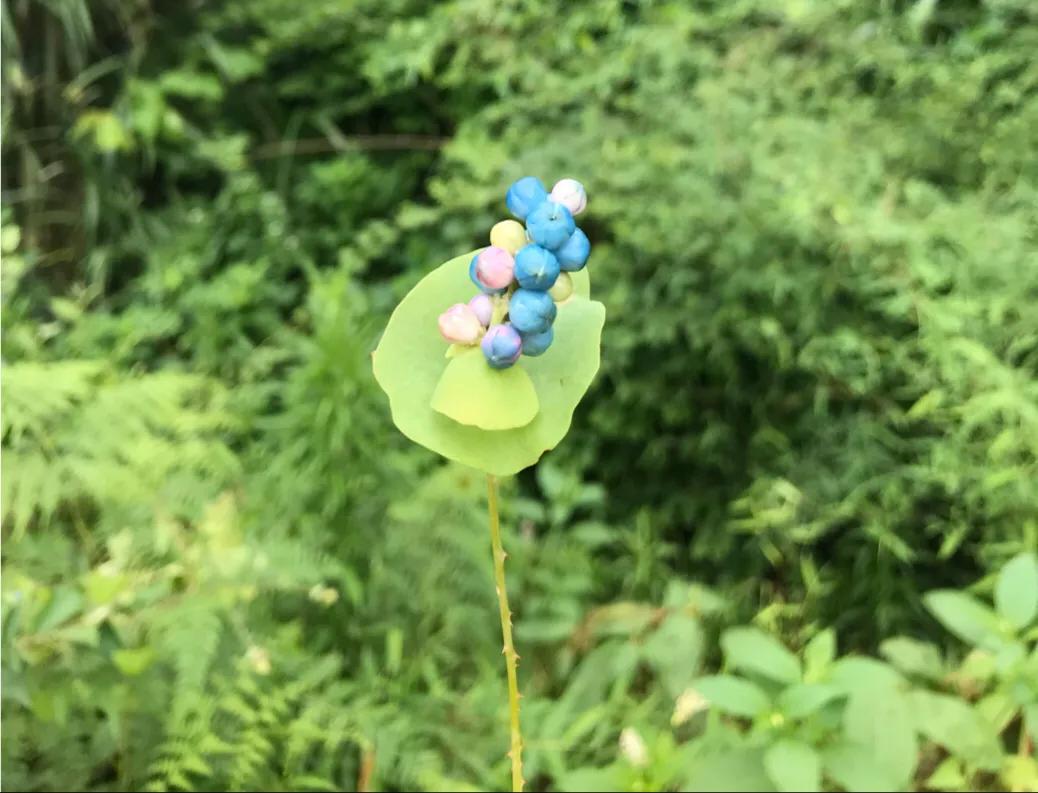 多囊卵巢综合征pcos是什么,多囊卵巢综合征的中医辨证论治