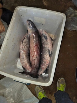 原来钓鱼如此简单,原来钓鱼非常简单