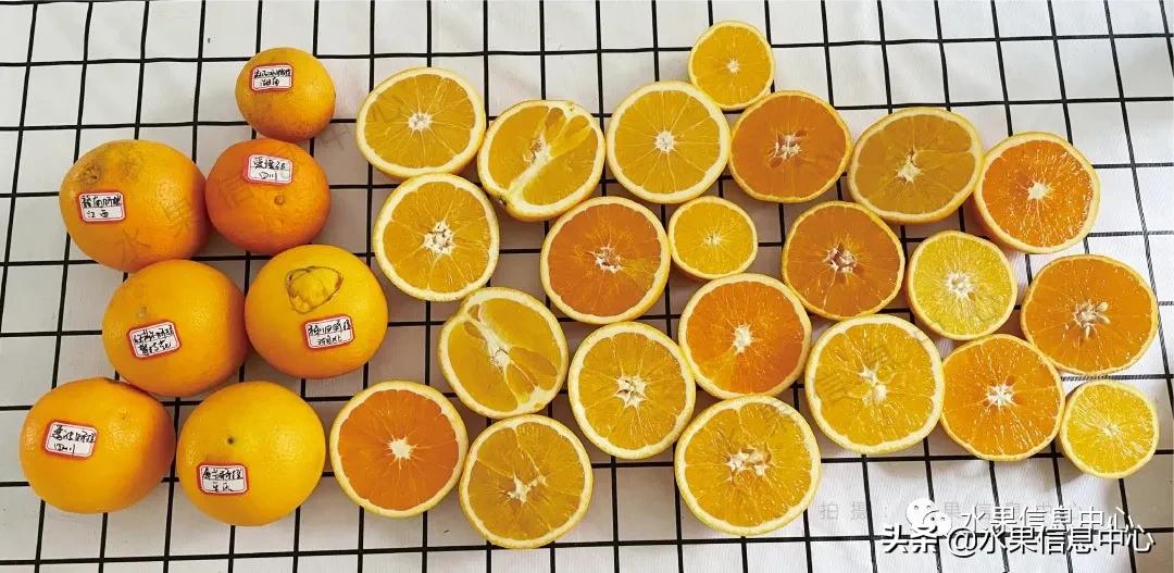 9种橙子,橙子正宗赣南脐橙测评