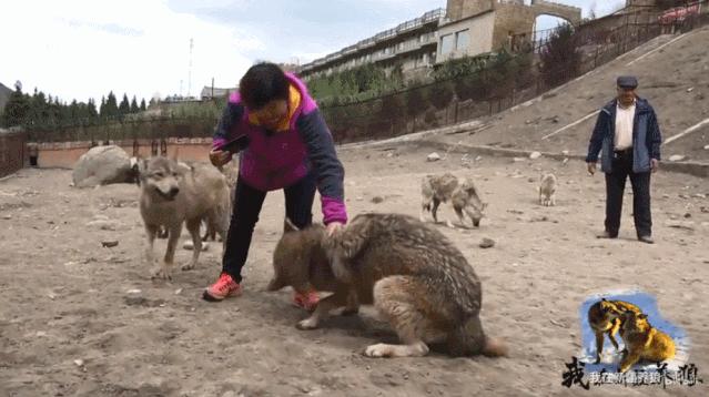 这位“女汉子”在*疆新**，把狼养成了哈士奇，就是经常揍狼的那个