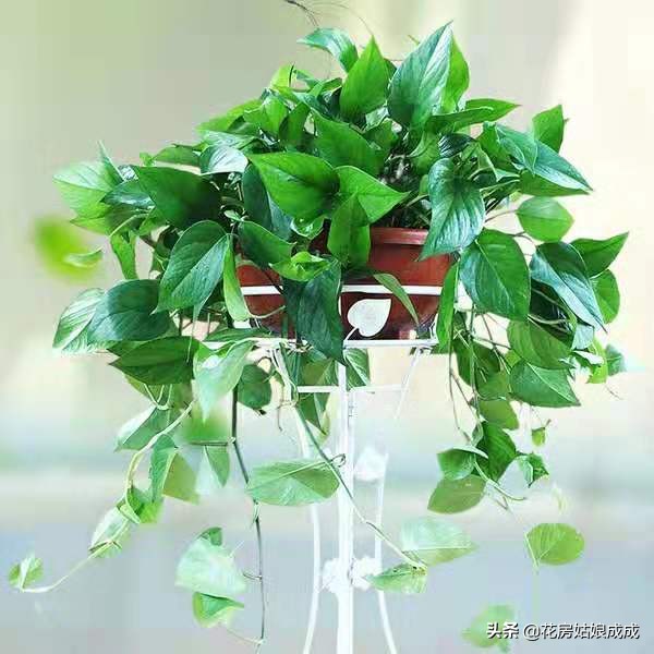 绿萝叶子稀疏只长藤,如何让绿萝叶子保持油亮翠绿