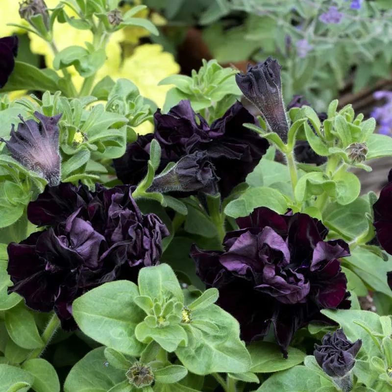 为什么那么多人喜欢黑色玫瑰,为什么有人喜欢黑玫瑰