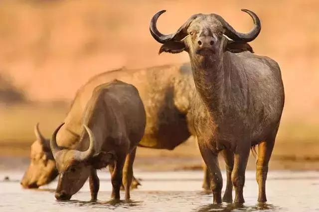 真皮沙发牛皮能修复吗,牛皮上的疤痕怎么去除