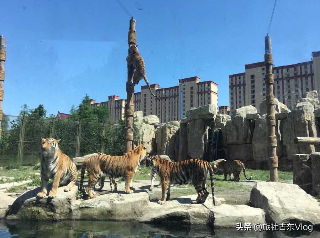 上海野生动物园冬天动物多吗,上海野生动物园中的动物