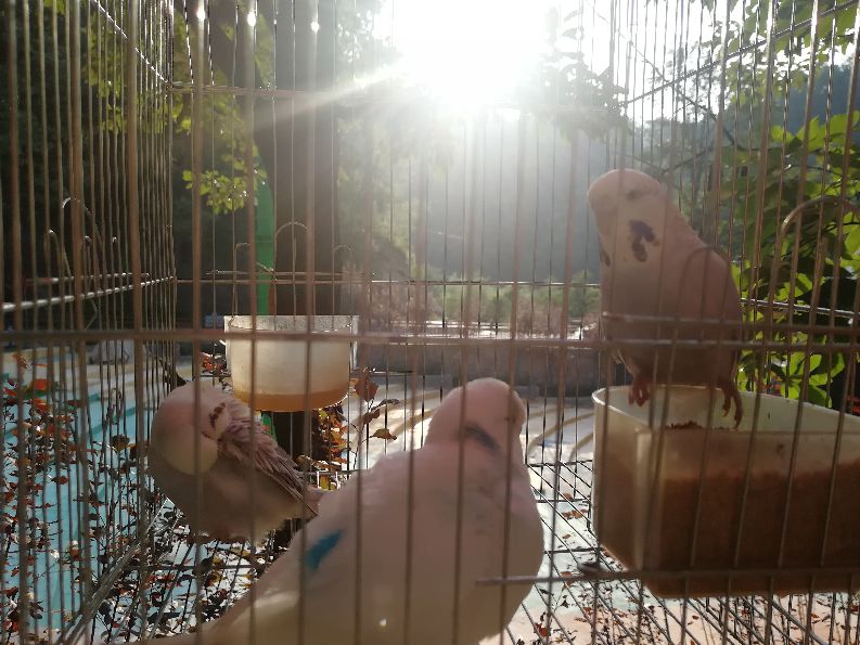 洛阳栾川竹海野生动物园值得去吗,洛阳栾川竹海野生动物园都有什么