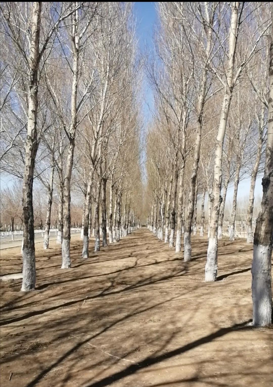 杨树叶能吃吗,杨树叶子能不能吃