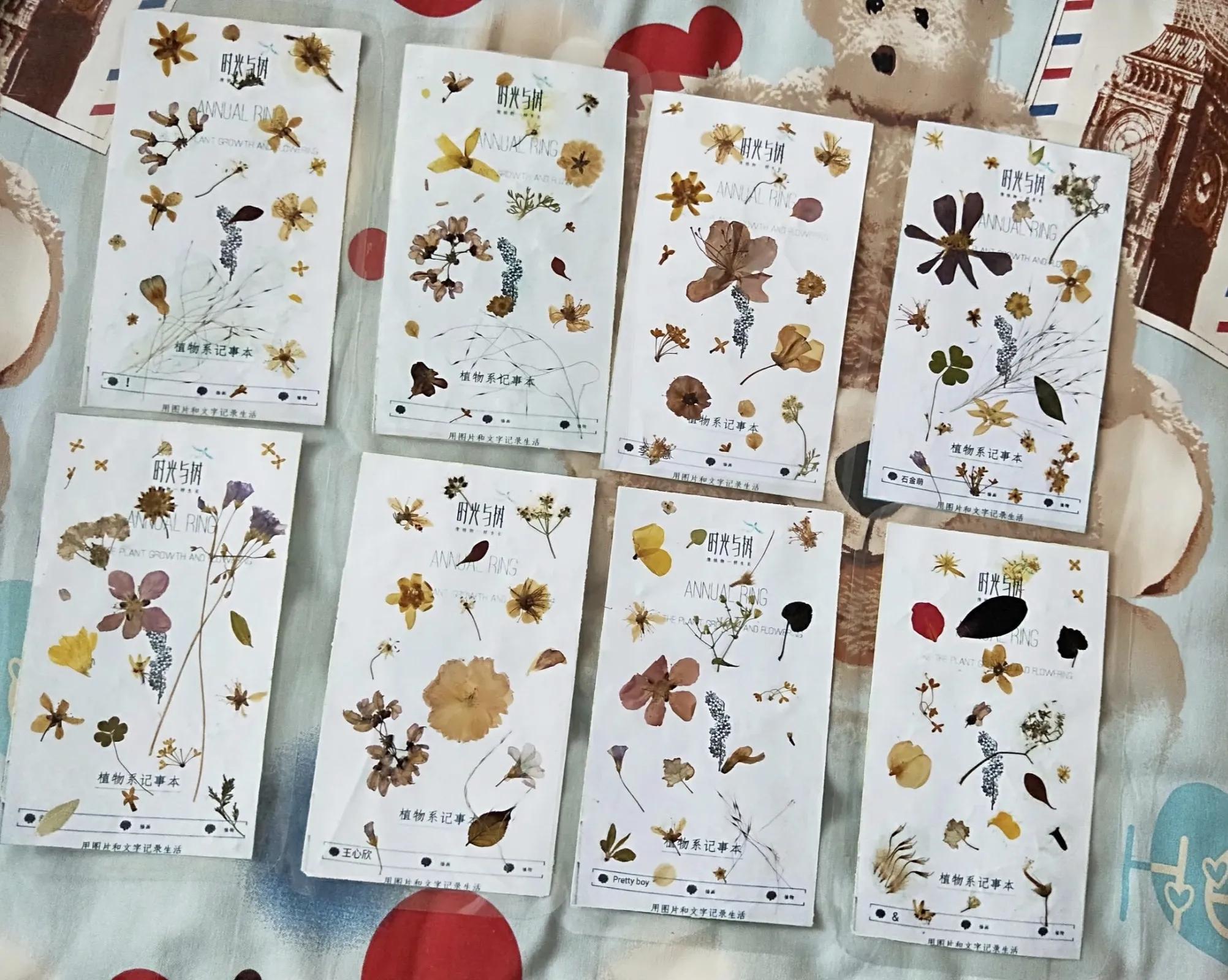 植物标本创意手工作品制作视频,植物标本手工创意