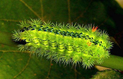 黑枣树开花该怎么管理,黑枣树怎么培育