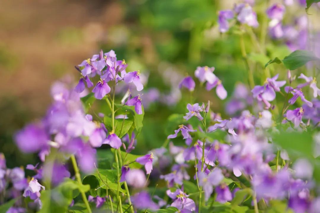沈阳二月兰花海花期,沈阳二月兰花哪里最多