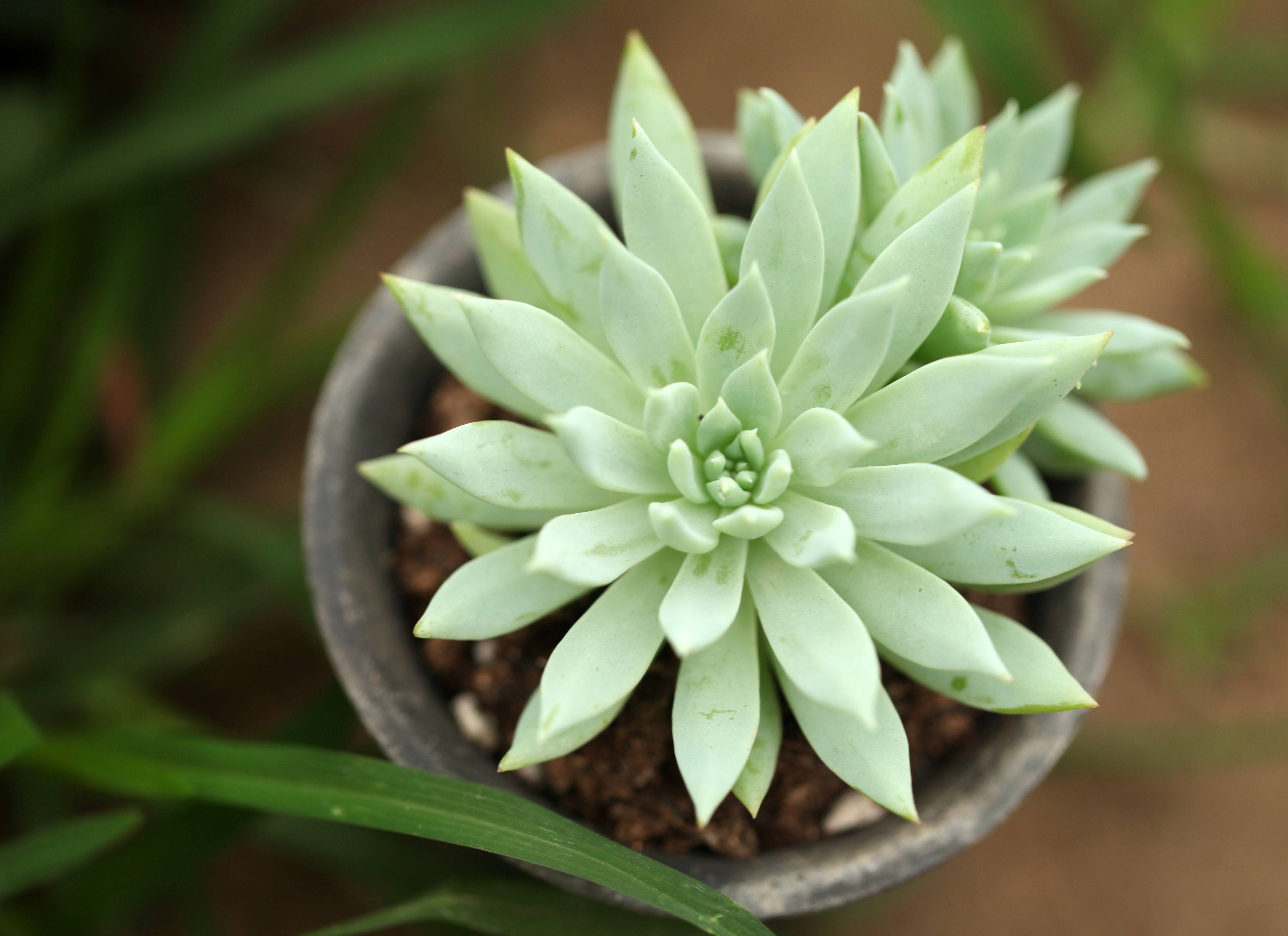 天使之泪多肉老桩,天使之泪多肉状态图