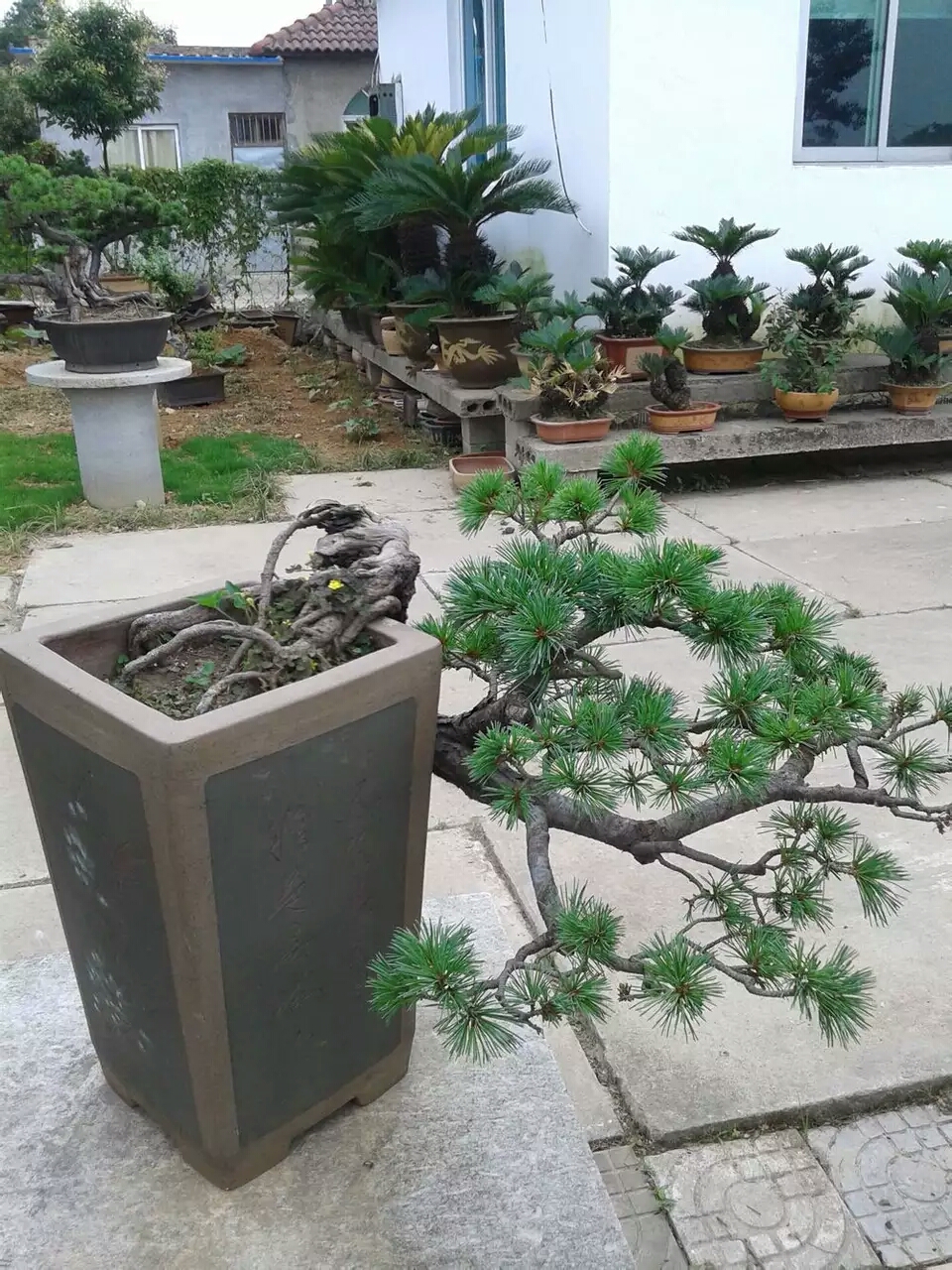 黑松剪根换盆多长时间可以晒太阳 (黑松换盆连续下雨又换一次可以吗)