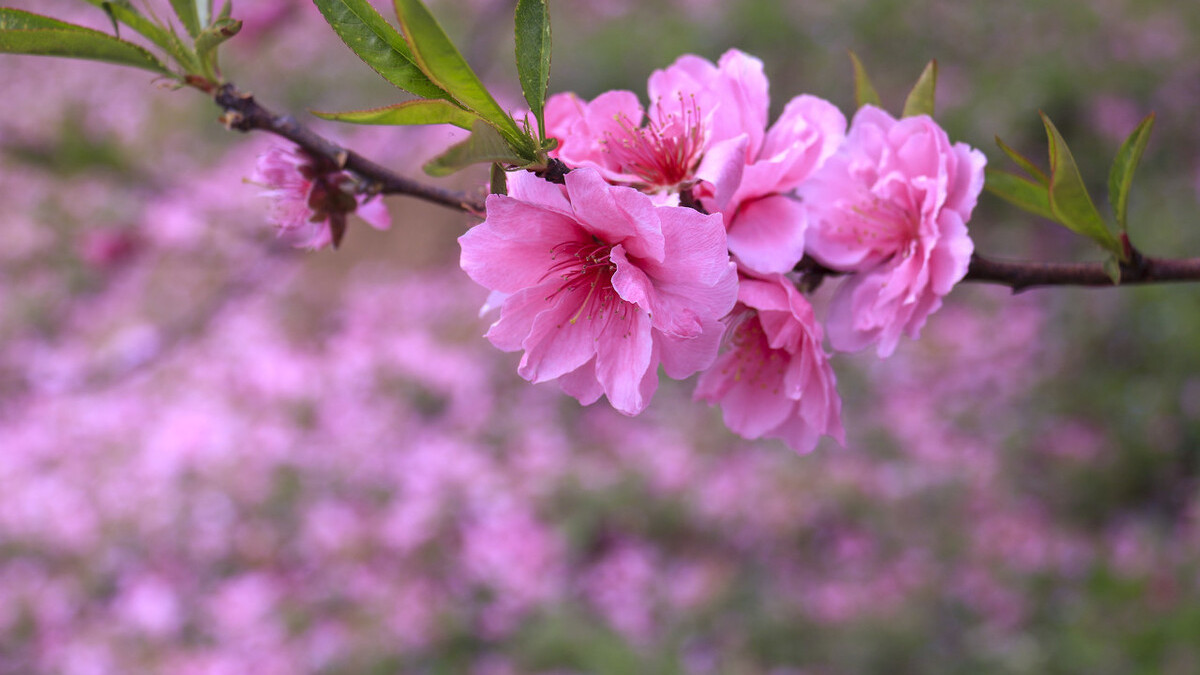 春到桃花水，飘然一叶舟。读古诗词，邂逅时光里的桃花流水