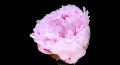 独特益生菌成分，帮你重返18岁少女娇嫩