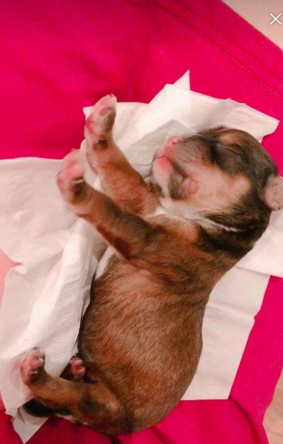 狗生小狗要注意啥,狗生小狗注意事项