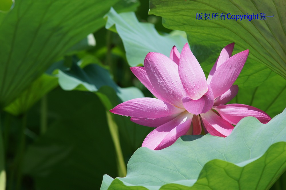 北京紫竹院的荷花：德国Pentacon与日本Minolta镜头实拍对比