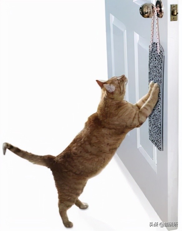 怎么惩罚猫咪挠沙发,猫咪不会挠坏的沙发