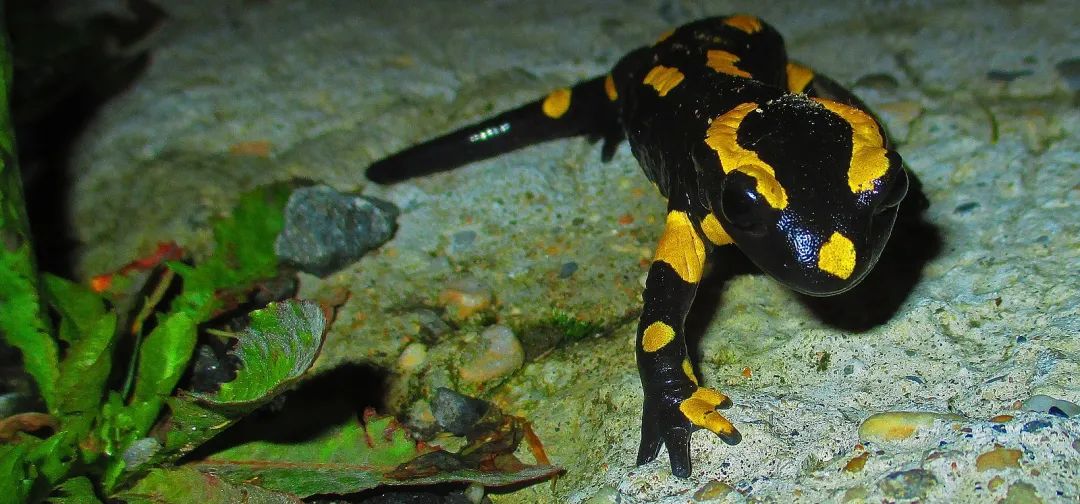 19只活体！北京海关首次截获火蝾螈，外形有点吓人，并且还有毒