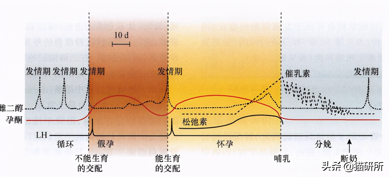 母猫猫咪不孕不育的症状,母猫不孕不育是因为什么呢