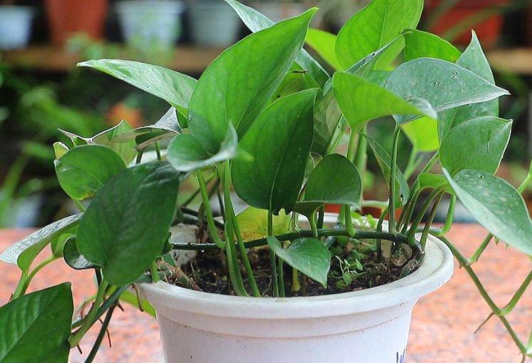 土培绿萝怎样让叶子生长快速,水培绿萝叶黄了怎么养才能更旺盛